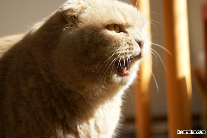 CAT CHEWING, MOUTH OPEN, FUNNY LOLCAT FACE TONGUE STICKING OUT, EATING FOOD. CUTE CAT LICKING FOOD OFF FACE, FUNNY EXPRESSION CAT, TONGUE STICKING OUT, KITTY LICKS NOSE. FEEDING CATS YOGURT TO HELP DIGESTION, PROBIOTICS FOR CAT STOMACH HEALTH, TREATING DIARRHEA IN PET KITTENS. WHERE TO BUY PUREBRED SCOTTISH FOLDS FROM CERTIFIED BREEDER. cute Scottish Fold cat, cutest scottish fold kittens and cats, スコティッシュフォールド, 猫