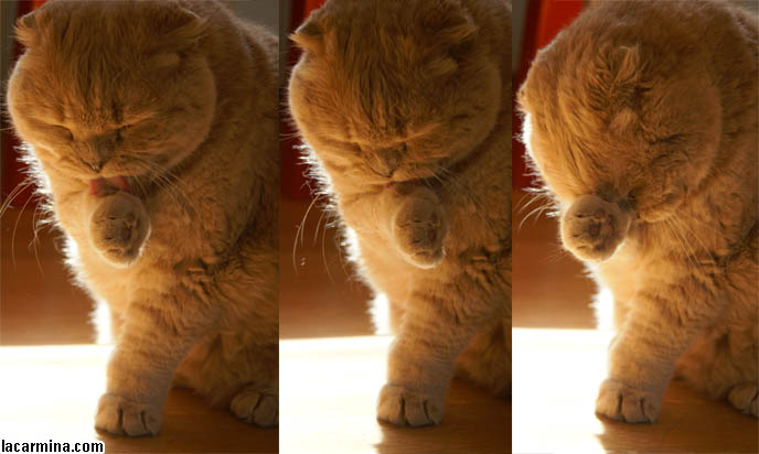 CUTEST CAT IN THE WORLD LICKING PAWS, FAT ROUND FACE PUREBRED SCOTTISH FOLD, RARE SPECIAL BREEDS OF CATS. CAT CHEWING, MOUTH OPEN, FUNNY LOLCAT FACE TONGUE STICKING OUT, EATING FOOD. CUTE CAT LICKING FOOD OFF FACE, FUNNY EXPRESSION CAT, TONGUE STICKING OUT, KITTY LICKS NOSE. FEEDING CATS YOGURT TO HELP DIGESTION, PROBIOTICS FOR CAT STOMACH HEALTH, TREATING DIARRHEA IN PET KITTENS. WHERE TO BUY PUREBRED SCOTTISH FOLDS FROM CERTIFIED BREEDER. cute Scottish Fold cat, cutest scottish fold kittens and cats, スコティッシュフォールド, 猫