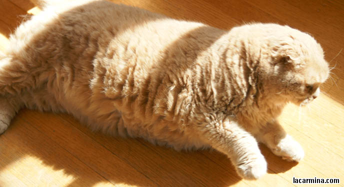 WHY DO CATS ENJOY SITTING UNDER THE SUN. FURRY FAT SCOTTISH FOLD BASIL FARROW, LYING ON WOOD FLOOR. HOUSECAT SUN TANNING. CUTEST CAT IN THE WORLD LICKING PAWS, FAT ROUND FACE PUREBRED SCOTTISH FOLD, RARE SPECIAL BREEDS OF CATS. WHERE TO BUY PUREBRED SCOTTISH FOLDS FROM CERTIFIED BREEDER. cute Scottish Fold cat, cutest scottish fold kittens and cats, スコティッシュフォールド, 猫