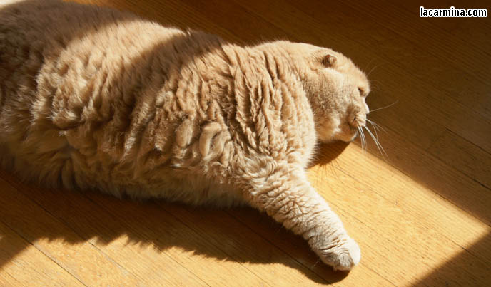 WHY DO CATS ENJOY SITTING UNDER THE SUN. FURRY FAT SCOTTISH FOLD BASIL FARROW, LYING ON WOOD FLOOR. HOUSECAT SUN TANNING. CUTEST CAT IN THE WORLD LICKING PAWS, FAT ROUND FACE PUREBRED SCOTTISH FOLD, RARE SPECIAL BREEDS OF CATS. WHERE TO BUY PUREBRED SCOTTISH FOLDS FROM CERTIFIED BREEDER. cute Scottish Fold cat, cutest scottish fold kittens and cats, スコティッシュフォールド, 猫