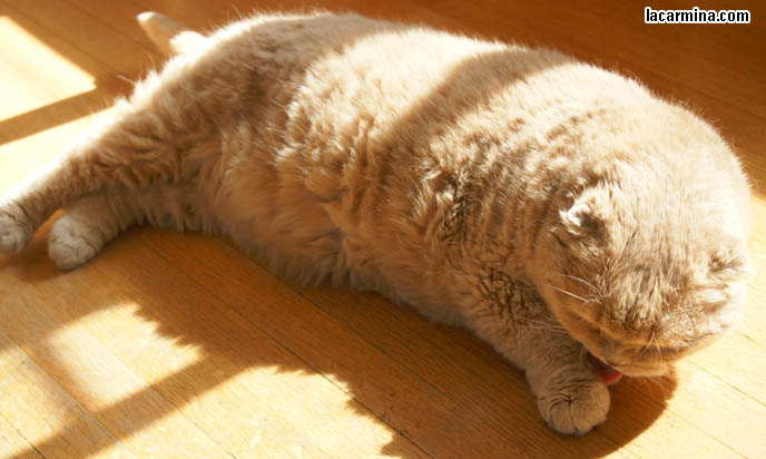 WHY DO CATS ENJOY SITTING UNDER THE SUN. FURRY FAT SCOTTISH FOLD BASIL FARROW, LYING ON WOOD FLOOR. HOUSECAT SUN TANNING. CUTEST CAT IN THE WORLD LICKING PAWS, FAT ROUND FACE PUREBRED SCOTTISH FOLD, RARE SPECIAL BREEDS OF CATS. WHERE TO BUY PUREBRED SCOTTISH FOLDS FROM CERTIFIED BREEDER. cute Scottish Fold cat, cutest scottish fold kittens and cats, スコティッシュフォールド, 猫