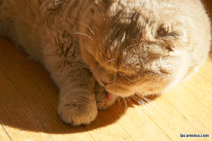 WHY DO CATS ENJOY SITTING UNDER THE SUN. FURRY FAT SCOTTISH FOLD BASIL FARROW, LYING ON WOOD FLOOR. HOUSECAT SUN TANNING. CUTEST CAT IN THE WORLD LICKING PAWS, FAT ROUND FACE PUREBRED SCOTTISH FOLD, RARE SPECIAL BREEDS OF CATS. WHERE TO BUY PUREBRED SCOTTISH FOLDS FROM CERTIFIED BREEDER. cute Scottish Fold cat, cutest scottish fold kittens and cats, スコティッシュフォールド, 猫