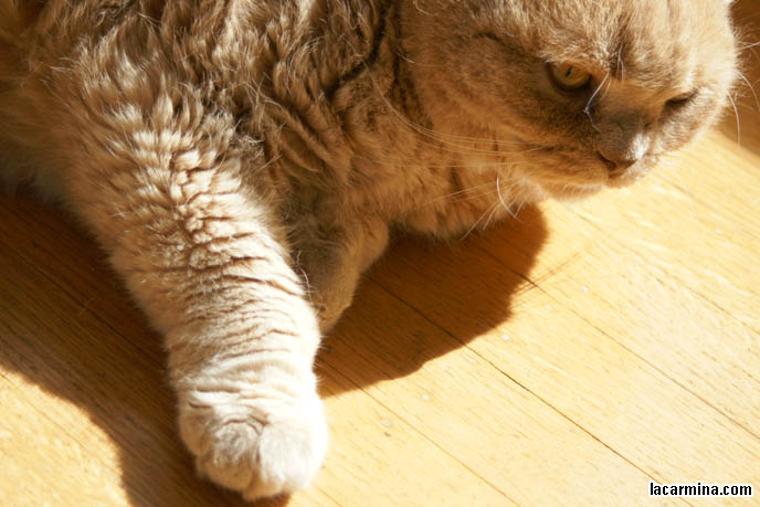 WHY DO CATS ENJOY SITTING UNDER THE SUN. FURRY FAT SCOTTISH FOLD BASIL FARROW, LYING ON WOOD FLOOR. HOUSECAT SUN TANNING. CUTEST CAT IN THE WORLD LICKING PAWS, FAT ROUND FACE PUREBRED SCOTTISH FOLD, RARE SPECIAL BREEDS OF CATS. WHERE TO BUY PUREBRED SCOTTISH FOLDS FROM CERTIFIED BREEDER. cute Scottish Fold cat, cutest scottish fold kittens and cats, スコティッシュフォールド, 猫