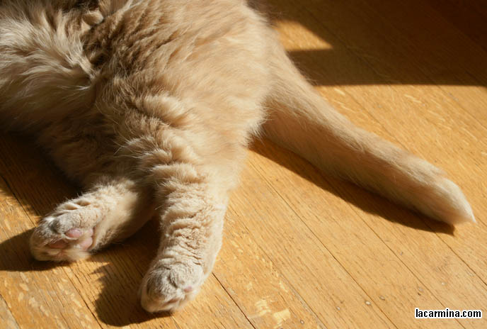 WHY DO CATS ENJOY SITTING UNDER THE SUN. FURRY FAT SCOTTISH FOLD BASIL FARROW, LYING ON WOOD FLOOR. HOUSECAT SUN TANNING. CUTEST CAT IN THE WORLD LICKING PAWS, FAT ROUND FACE PUREBRED SCOTTISH FOLD, RARE SPECIAL BREEDS OF CATS. WHERE TO BUY PUREBRED SCOTTISH FOLDS FROM CERTIFIED BREEDER. cute Scottish Fold cat, cutest scottish fold kittens and cats, スコティッシュフォールド, 猫