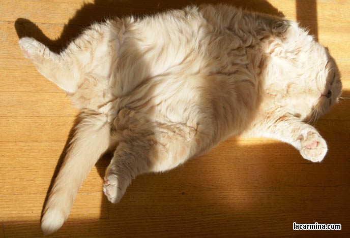 WHY DO SCOTTISH FOLD CATS LIE UPSIDE DOWN ON THEIR BACKS? BELLY UP CAT, FUNNY PET PICTURES.cute Scottish Fold cat, cutest scottish fold kittens and cats, スコティッシュフォールド, 猫