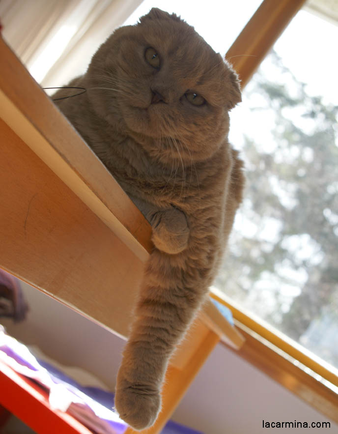 FAT GARFIELD CAT HANGING ON EDGE OF TABLE. CAT SITTING IN FUNNY PLACES, POSTURES. FLOP EARED CAT, FUNNY PET PICTURES. cute Scottish Fold cat, cutest scottish fold kittens and cats, スコティッシュフォールド, 猫