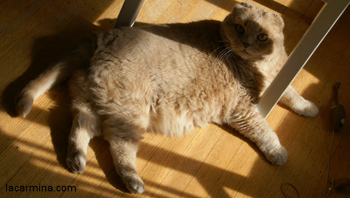 CUTE CAT BATTING MOUSE TOY, PHOTOS OF SCOTTISH FOLD CAT, SOLID CREAM COLOR FUR, FOLDED EARS. CAT SITTING IN FUNNY PLACES, POSTURES. FLOP EARED CAT, FUNNY PET PICTURES. cute Scottish Fold cat, cutest scottish fold kittens and cats, スコティッシュフォールド, 猫