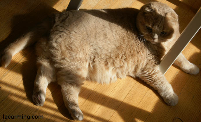 CUTE CAT BATTING MOUSE TOY, PHOTOS OF SCOTTISH FOLD CAT, SOLID CREAM COLOR FUR, FOLDED EARS. CAT SITTING IN FUNNY PLACES, POSTURES. FLOP EARED CAT, FUNNY PET PICTURES. cute Scottish Fold cat, cutest scottish fold kittens and cats, スコティッシュフォールド, 猫