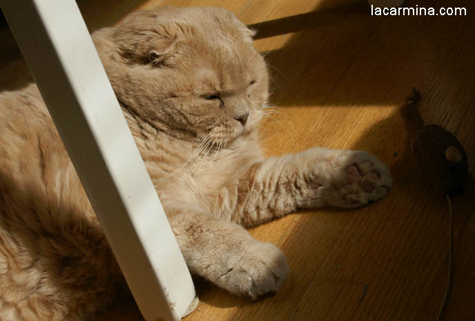 CUTE CAT BATTING MOUSE TOY, PHOTOS OF SCOTTISH FOLD CAT, SOLID CREAM COLOR FUR, FOLDED EARS. CAT SITTING IN FUNNY PLACES, POSTURES. FLOP EARED CAT, FUNNY PET PICTURES. cute Scottish Fold cat, cutest scottish fold kittens and cats, スコティッシュフォールド, 猫