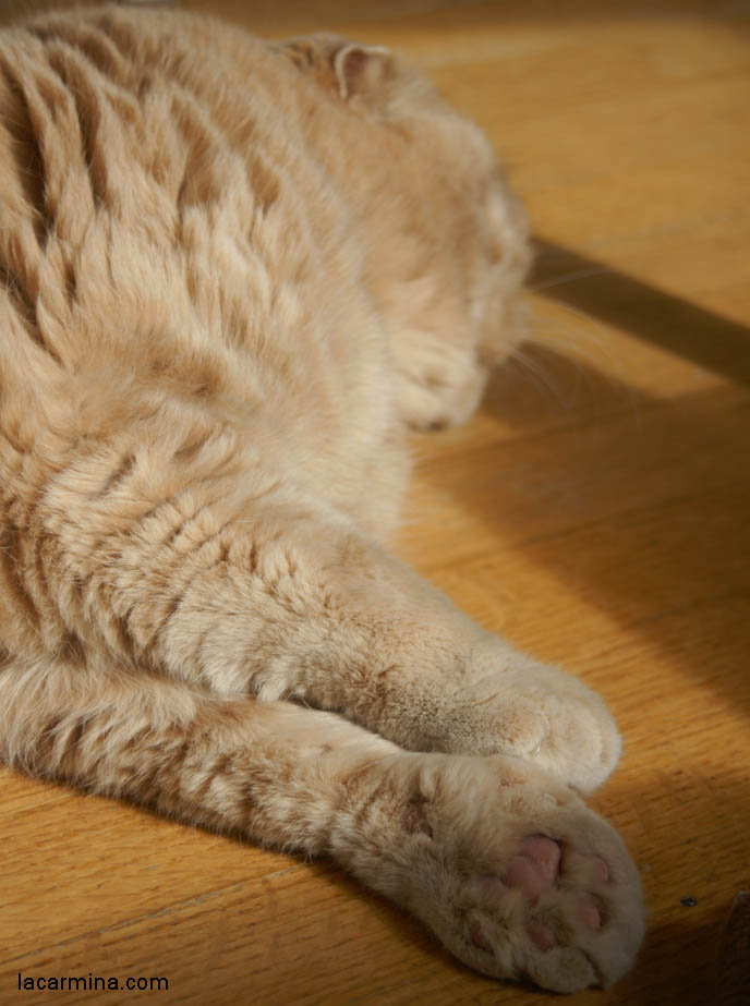 CUTE CAT BATTING MOUSE TOY, PHOTOS OF SCOTTISH FOLD CAT, SOLID CREAM COLOR FUR, FOLDED EARS. CAT SITTING IN FUNNY PLACES, POSTURES. FLOP EARED CAT, FUNNY PET PICTURES. cute Scottish Fold cat, cutest scottish fold kittens and cats, スコティッシュフォールド, 猫