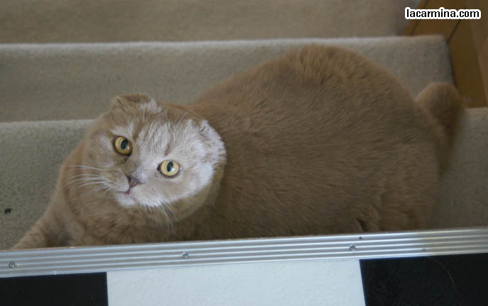 SOLID CREAM BRITISH SHORTHAIR CAT, SCOTTISH FOLD BREEDING. TINY FOLD EARS CAT AT TOP OF STAIRCASE. PHOTOS OF SCOTTISH FOLD CAT, SOLID CREAM COLOR FUR, FOLDED EARS. CAT SITTING IN FUNNY PLACES, POSTURES. FLOP EARED CAT, FUNNY PET PICTURES. cute Scottish Fold cat, cutest scottish fold kittens and cats, スコティッシュフォールド, 猫