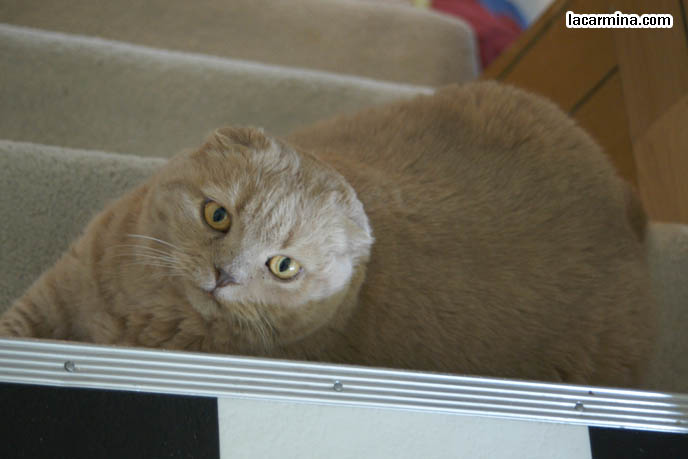 SOLID CREAM BRITISH SHORTHAIR CAT, SCOTTISH FOLD BREEDING. TINY FOLD EARS CAT AT TOP OF STAIRCASE. PHOTOS OF SCOTTISH FOLD CAT, SOLID CREAM COLOR FUR, FOLDED EARS. CAT SITTING IN FUNNY PLACES, POSTURES. FLOP EARED CAT, FUNNY PET PICTURES. cute Scottish Fold cat, cutest scottish fold kittens and cats, スコティッシュフォールド, 猫