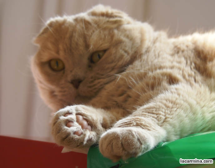 SHORT LEGS MUNCHKIN KITTENS. SCOTTISH FOLD WITH BIG FAT PAWS, ROUND FACE LIKE AN OWL. FAT ROUND FACED BRITISH SHORTHAIR CAT BREEDS, SCOTTISH FOLD CROSS FROM BREEDER. FLOP EARED CAT, FUNNY PET PICTURES. cute Scottish Fold cat, cutest scottish fold kittens and cats, スコティッシュフォールド, 猫
