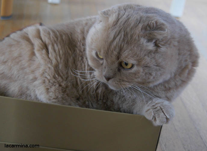 SCOTTISH FOLD CAT SQUEEZES INTO SHOE BOX, FAT CAT IN TOO SMALL CARDBOARD BOX. KITTEN PHOTOS. fattest cat in the world, BEST CAT PICTURES, SILLY PET PHOTOS, SCOTTISH FOLD LOLCAT. BABY FACE KITTY. cute Scottish Fold cat, cutest scottish fold kittens and cats, スコティッシュフォールド, 猫