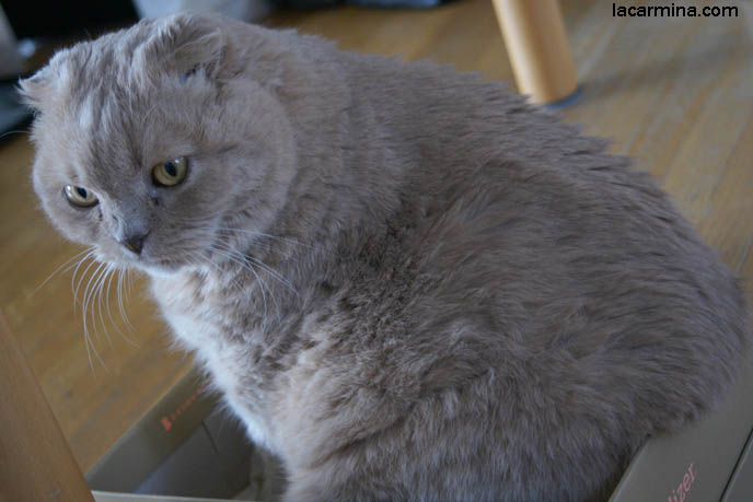 SCOTTISH FOLD CAT SQUEEZES INTO SHOE BOX, FAT CAT IN TOO SMALL CARDBOARD BOX. KITTEN PHOTOS. fattest cat in the world, BEST CAT PICTURES, SILLY PET PHOTOS, SCOTTISH FOLD LOLCAT. BABY FACE KITTY. cute Scottish Fold cat, cutest scottish fold kittens and cats, スコティッシュフォールド, 猫