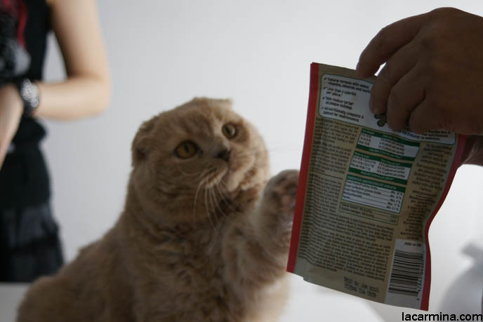 GREENIES CAT TREATS, HEALTHY BYPRODUCT FREE PET TREATS FOR CATS. KITTEN REACHING FOR FOOD. BABY KITTEN PHOTOS. fattest cat in the world, BEST CAT PICTURES, SILLY PET PHOTOS, SCOTTISH FOLD LOLCAT. BABY FACE KITTY. cute Scottish Fold cat, cutest scottish fold kittens and cats, スコティッシュフォールド, 猫