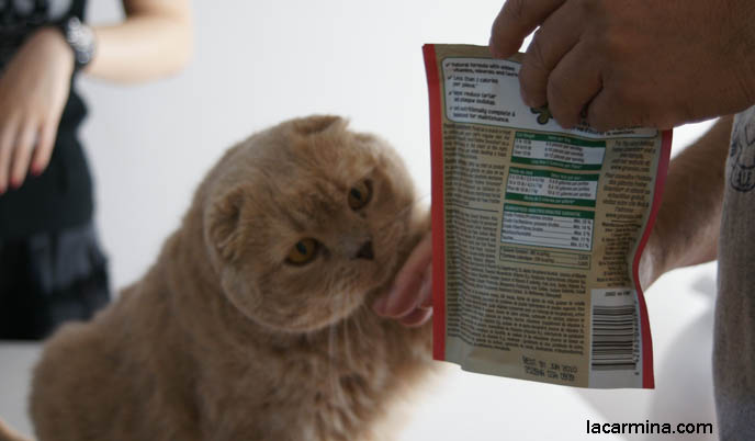 GREENIES CAT TREATS, HEALTHY BYPRODUCT FREE PET TREATS FOR CATS. KITTEN REACHING FOR FOOD. BABY KITTEN PHOTOS. fattest cat in the world, BEST CAT PICTURES, SILLY PET PHOTOS, SCOTTISH FOLD LOLCAT. BABY FACE KITTY. cute Scottish Fold cat, cutest scottish fold kittens and cats, スコティッシュフォールド, 猫