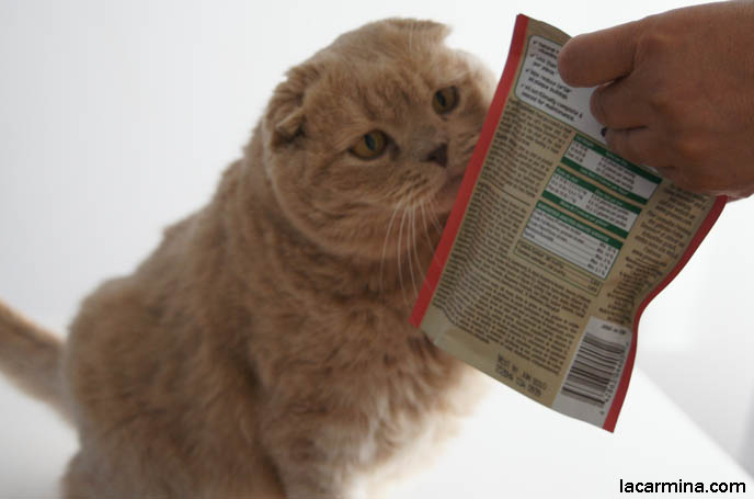 GREENIES CAT TREATS, HEALTHY BYPRODUCT FREE PET TREATS FOR CATS. KITTEN REACHING FOR FOOD. BABY KITTEN PHOTOS. fattest cat in the world, BEST CAT PICTURES, SILLY PET PHOTOS, SCOTTISH FOLD LOLCAT. BABY FACE KITTY. cute Scottish Fold cat, cutest scottish fold kittens and cats, スコティッシュフォールド, 猫