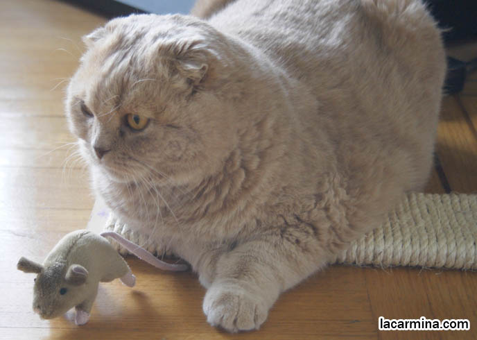 CREME OR FAWN COLORED BRITISH SHORTHAIR FOLD-EARED CAT PLAYING WITH MOUSE TOY, PLAYING WITH YOUR CATS. KITTEN PHOTOS. fattest cat in the world, BEST CAT PICTURES, SILLY PET PHOTOS, SCOTTISH FOLD LOLCAT. BABY FACE KITTY. cute Scottish Fold cat, cutest scottish fold kittens and cats, スコティッシュフォールド, 猫