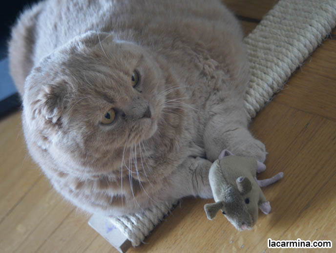 CREME OR FAWN COLORED BRITISH SHORTHAIR FOLD-EARED CAT PLAYING WITH MOUSE TOY, PLAYING WITH YOUR CATS. KITTEN PHOTOS. fattest cat in the world, BEST CAT PICTURES, SILLY PET PHOTOS, SCOTTISH FOLD LOLCAT. BABY FACE KITTY. cute Scottish Fold cat, cutest scottish fold kittens and cats, スコティッシュフォールド, 猫