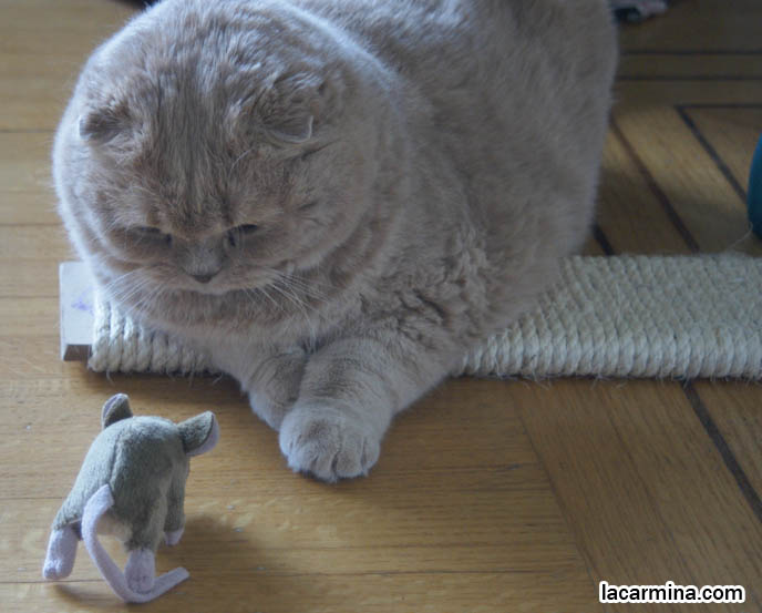 CREME OR FAWN COLORED BRITISH SHORTHAIR FOLD-EARED CAT PLAYING WITH MOUSE TOY, PLAYING WITH YOUR CATS. KITTEN PHOTOS. fattest cat in the world, BEST CAT PICTURES, SILLY PET PHOTOS, SCOTTISH FOLD LOLCAT. BABY FACE KITTY. cute Scottish Fold cat, cutest scottish fold kittens and cats, スコティッシュフォールド, 猫