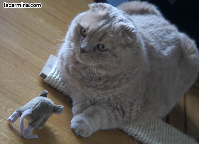 CREME OR FAWN COLORED BRITISH SHORTHAIR FOLD-EARED CAT PLAYING WITH MOUSE TOY, PLAYING WITH YOUR CATS. KITTEN PHOTOS. fattest cat in the world, BEST CAT PICTURES, SILLY PET PHOTOS, SCOTTISH FOLD LOLCAT. BABY FACE KITTY. cute Scottish Fold cat, cutest scottish fold kittens and cats, スコティッシュフォールド, 猫