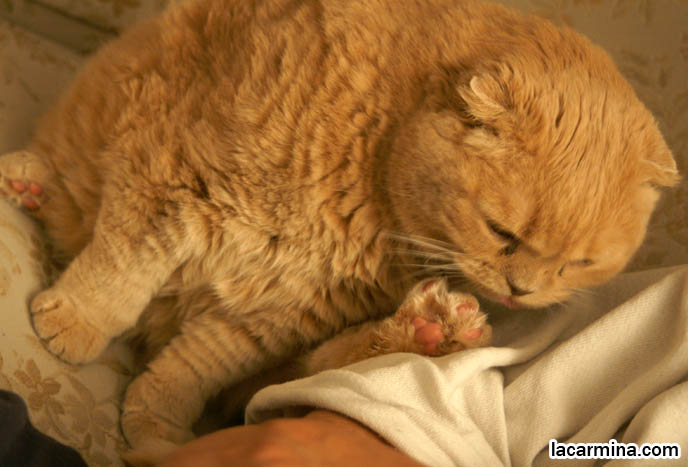 YELLOW PET HOUSECAT CLEANS FEET AND PAWS, PINK PADS ON CAT'S FOOT. KAWAII NEKOS. CREME OR FAWN COLORED BRITISH SHORTHAIR FOLD-EARED CAT, PLAYING WITH YOUR CATS. KITTEN PHOTOS. fattest cat in the world, BEST CAT PICTURES, SILLY PET PHOTOS, SCOTTISH FOLD LOLCAT. BABY FACE KITTY. cute Scottish Fold cat, cutest scottish fold kittens and cats, スコティッシュフォールド, 猫