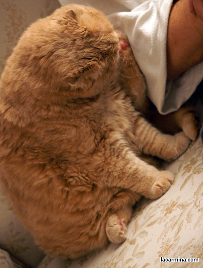 YELLOW PET HOUSECAT CLEANS FEET AND PAWS, PINK PADS ON CAT'S FOOT. KAWAII NEKOS. CREME OR FAWN COLORED BRITISH SHORTHAIR FOLD-EARED CAT, PLAYING WITH YOUR CATS. KITTEN PHOTOS. fattest cat in the world, BEST CAT PICTURES, SILLY PET PHOTOS, SCOTTISH FOLD LOLCAT. BABY FACE KITTY. cute Scottish Fold cat, cutest scottish fold kittens and cats, スコティッシュフォールド, 猫