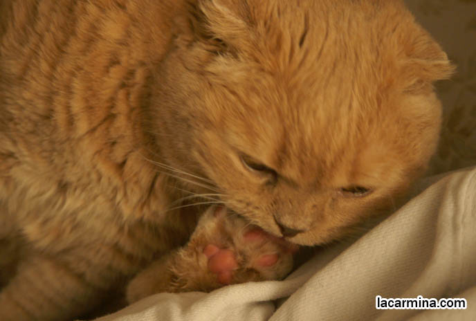 YELLOW PET HOUSECAT CLEANS FEET AND PAWS, PINK PADS ON CAT'S FOOT. KAWAII NEKOS. CREME OR FAWN COLORED BRITISH SHORTHAIR FOLD-EARED CAT, PLAYING WITH YOUR CATS. KITTEN PHOTOS. fattest cat in the world, BEST CAT PICTURES, SILLY PET PHOTOS, SCOTTISH FOLD LOLCAT. BABY FACE KITTY. cute Scottish Fold cat, cutest scottish fold kittens and cats, スコティッシュフォールド, 猫