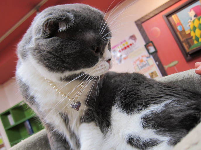 GREY & WHITE SCOTTISH FOLD CAT IN TOKYO CAT CAFE. JAPANESE CAT THEME RESTAURANTS, PETTING ZOOS. BEST CAT PICTURES, SILLY PET PHOTOS, SCOTTISH FOLD LOLCAT. BABY FACE KITTY. cute Scottish Fold cat, cutest scottish fold kittens and cats, スコティッシュフォールド, 猫