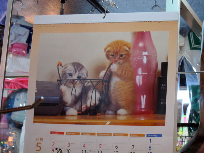 JAPANESE CAT CAFES & DESIGNER PET TOYS, ACCESSORIES, TOKYO PET STORES & CAT FOOD. SCOTTISH FOLD CAT IN TOKYO CAT CAFE. JAPANESE CAT THEME RESTAURANTS, PETTING ZOOS. BEST CAT PICTURES, SILLY PET PHOTOS, SCOTTISH FOLD LOLCAT. BABY FACE KITTY. cute Scottish Fold cat, cutest scottish fold kittens and cats, スコティッシュフォールド, 猫
