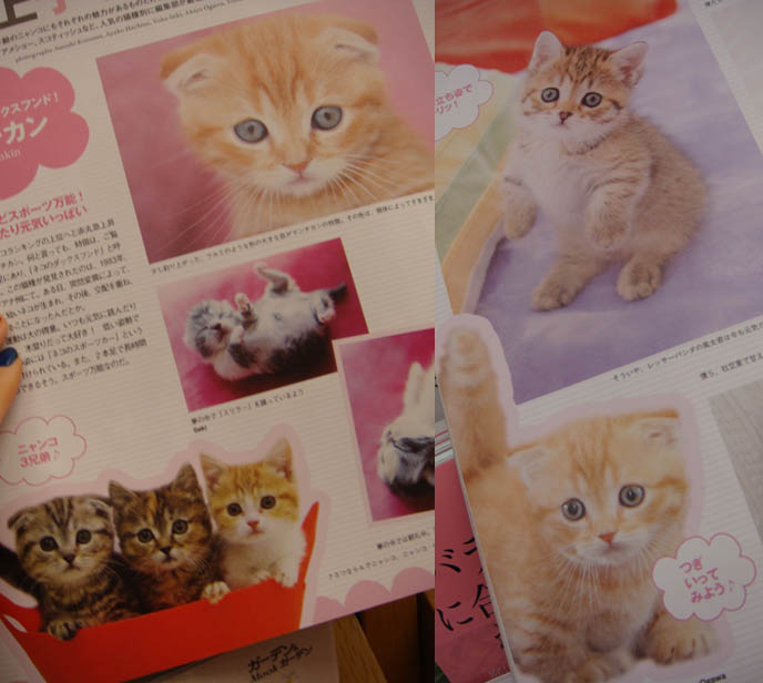 JAPANESE CAT MAGAZINE, SCOTTISH FOLD KITTENS FOR SALE, CLASSIFIEDS LISTING IN JAPAN PET PUBLICATION. ROUND SCOTTISH FOLD YELLOW CAT BASIL FARROW, FUNNY CUTE CAT PHOTOS. SILLY PET PHOTOS, SCOTTISH FOLD LOLCAT. BABY FACE KITTY. ADORABLE cutest scottish fold kittens and cats, スコティッシュフォールド,  猫 