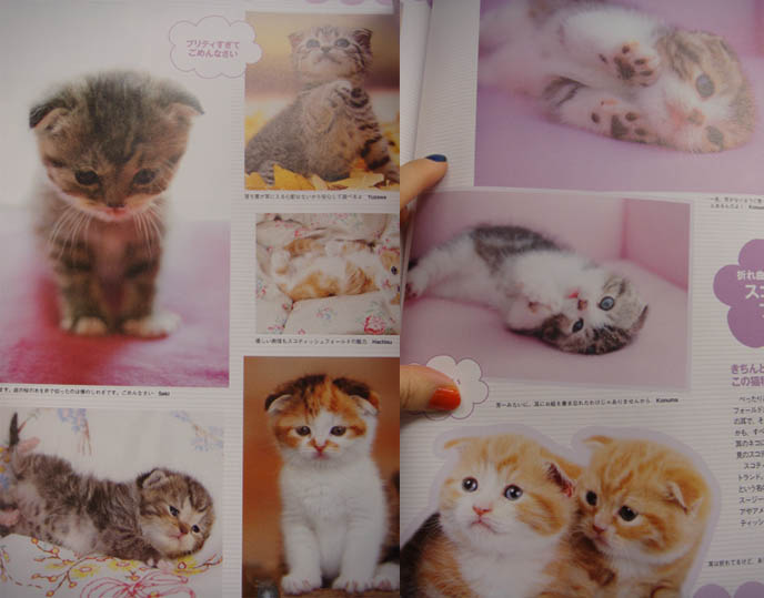 JAPANESE CAT MAGAZINE, SCOTTISH FOLD KITTENS FOR SALE, CLASSIFIEDS LISTING IN JAPAN PET PUBLICATION. ROUND SCOTTISH FOLD YELLOW CAT BASIL FARROW, FUNNY CUTE CAT PHOTOS. SILLY PET PHOTOS, SCOTTISH FOLD LOLCAT. BABY FACE KITTY. ADORABLE cutest scottish fold kittens and cats, スコティッシュフォールド,  猫 