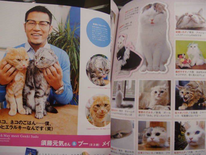 JAPANESE CAT MAGAZINE, SCOTTISH FOLD KITTENS FOR SALE, CLASSIFIEDS LISTING IN JAPAN PET PUBLICATION. ROUND SCOTTISH FOLD YELLOW CAT BASIL FARROW, FUNNY CUTE CAT PHOTOS. SILLY PET PHOTOS, SCOTTISH FOLD LOLCAT. BABY FACE KITTY. ADORABLE cutest scottish fold kittens and cats, スコティッシュフォールド,  猫 