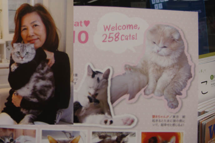 JAPANESE CAT MAGAZINE, SCOTTISH FOLD KITTENS FOR SALE, CLASSIFIEDS LISTING IN JAPAN PET PUBLICATION. ROUND SCOTTISH FOLD YELLOW CAT BASIL FARROW, FUNNY CUTE CAT PHOTOS. SILLY PET PHOTOS, SCOTTISH FOLD LOLCAT. BABY FACE KITTY. ADORABLE cutest scottish fold kittens and cats, スコティッシュフォールド,  猫 