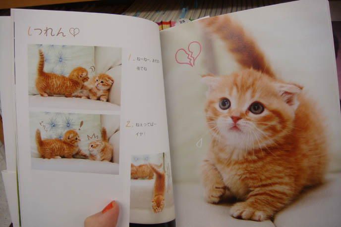 ORANGE SCOTTISH FOLD KITTEN, WHERE TO BUY PUREBRED SCOTTISH FOLDS BABIES FROM BREEDERS. JAPANESE CAT BOOKS & MAGAZINES. SCOTTISH FOLD KITTENS FOR SALE, CLASSIFIEDS LISTING IN JAPAN PET PUBLICATION. ROUND SCOTTISH FOLD YELLOW CAT BASIL FARROW, FUNNY CUTE CAT PHOTOS. SILLY PET PHOTOS, SCOTTISH FOLD LOLCAT. BABY FACE KITTY. ADORABLE cutest scottish fold kittens and cats, スコティッシュフォールド,  猫 
