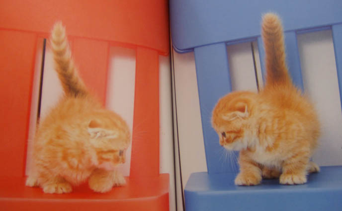 BABY SCOTTISH FOLD CATS, ORANGE FOLD-EARED KITTENS FROM JAPAN. PET PHOTOGRAPHY, CAT GIFT BOOKS. ORANGE SCOTTISH FOLD KITTEN, WHERE TO BUY PUREBRED SCOTTISH FOLDS BABIES FROM BREEDERS. JAPANESE CAT BOOKS & MAGAZINES. SCOTTISH FOLD KITTENS FOR SALE, CLASSIFIEDS LISTING IN JAPAN PET PUBLICATION. ROUND SCOTTISH FOLD YELLOW CAT BASIL FARROW, FUNNY CUTE CAT PHOTOS. SILLY PET PHOTOS, SCOTTISH FOLD LOLCAT. BABY FACE KITTY. ADORABLE cutest scottish fold kittens and cats, スコティッシュフォールド, 猫