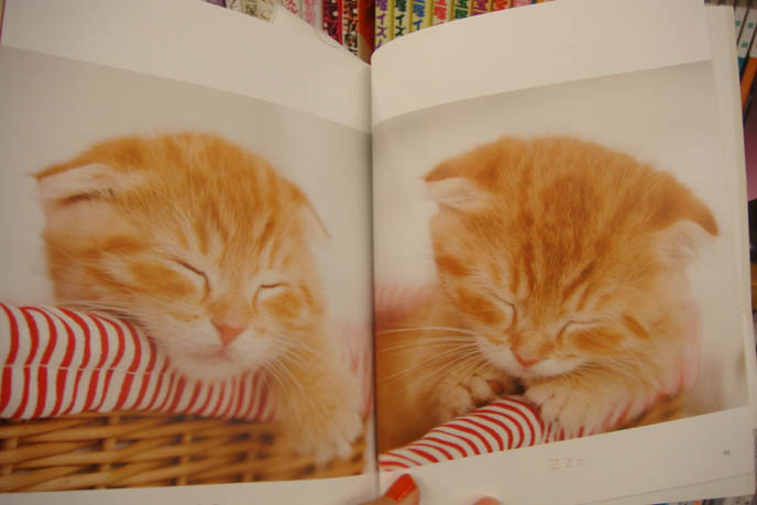 BABY SCOTTISH FOLD CATS, ORANGE FOLD-EARED KITTENS FROM JAPAN. PET PHOTOGRAPHY, CAT GIFT BOOKS. ORANGE SCOTTISH FOLD KITTEN, WHERE TO BUY PUREBRED SCOTTISH FOLDS BABIES FROM BREEDERS. JAPANESE CAT BOOKS & MAGAZINES. SCOTTISH FOLD KITTENS FOR SALE, CLASSIFIEDS LISTING IN JAPAN PET PUBLICATION. ROUND SCOTTISH FOLD YELLOW CAT BASIL FARROW, FUNNY CUTE CAT PHOTOS. SILLY PET PHOTOS, SCOTTISH FOLD LOLCAT. BABY FACE KITTY. ADORABLE cutest scottish fold kittens and cats, スコティッシュフォールド, 猫