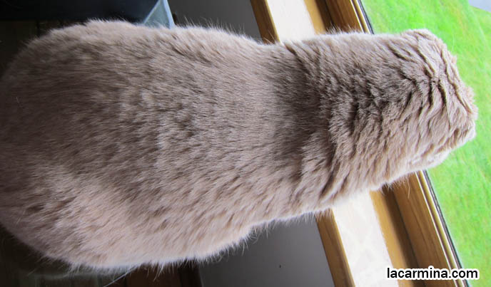 JAPANESE CAT CAFES & DESIGNER PET TOYS, ACCESSORIES, TOKYO PET STORES & CAT FOOD. SCOTTISH FOLD CAT IN TOKYO CAT CAFE. JAPANESE CAT THEME RESTAURANTS, PETTING ZOOS. BEST CAT PICTURES, SILLY PET PHOTOS, SCOTTISH FOLD LOLCAT. BABY FACE KITTY. cute Scottish Fold cat, cutest scottish fold kittens and cats, スコティッシュフォールド, 猫