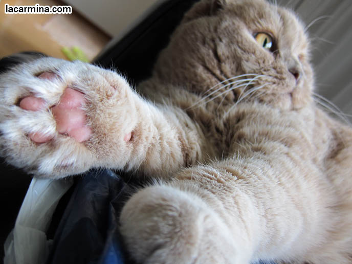 CAT WITH BIG FAT PAWS, PINK PADS ON FEET. ROUND SCOTTISH FOLD YELLOW CAT BASIL FARROW, FUNNY CUTE CAT PHOTOS. SILLY PET PHOTOS, SCOTTISH FOLD LOLCAT. BABY FACE KITTY. ADORABLE cutest scottish fold kittens and cats, スコティッシュフォールド,  猫 