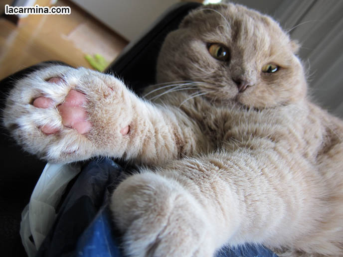 CAT WITH BIG FAT PAWS, PINK PADS ON FEET. ROUND SCOTTISH FOLD YELLOW CAT BASIL FARROW, FUNNY CUTE CAT PHOTOS. SILLY PET PHOTOS, SCOTTISH FOLD LOLCAT. BABY FACE KITTY. ADORABLE cutest scottish fold kittens and cats, スコティッシュフォールド,  猫 