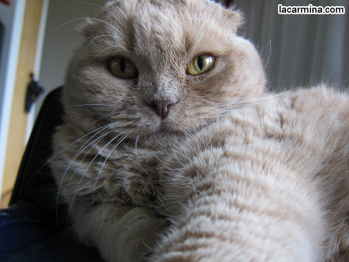 CAT WITH BIG FAT PAWS, PINK PADS ON FEET. ROUND SCOTTISH FOLD YELLOW CAT BASIL FARROW, FUNNY CUTE CAT PHOTOS. SILLY PET PHOTOS, SCOTTISH FOLD LOLCAT. BABY FACE KITTY. ADORABLE cutest scottish fold kittens and cats, スコティッシュフォールド,  猫 