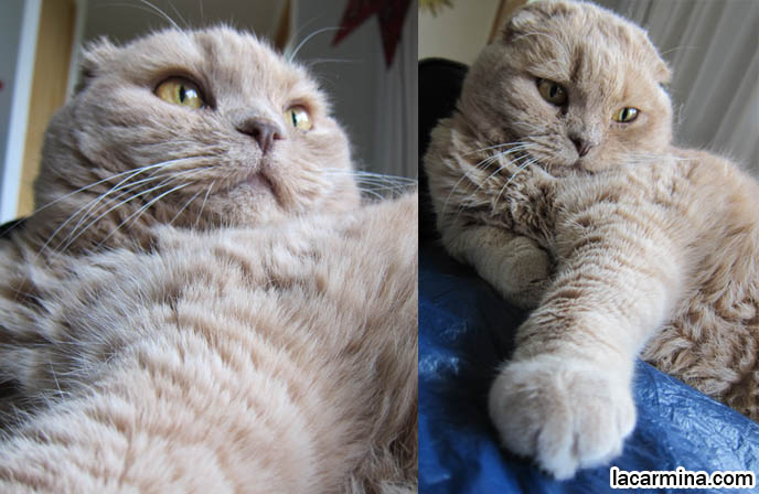 CAT WITH BIG FAT PAWS, PINK PADS ON FEET. ROUND SCOTTISH FOLD YELLOW CAT BASIL FARROW, FUNNY CUTE CAT PHOTOS. SILLY PET PHOTOS, SCOTTISH FOLD LOLCAT. BABY FACE KITTY. ADORABLE cutest scottish fold kittens and cats, スコティッシュフォールド,  猫 