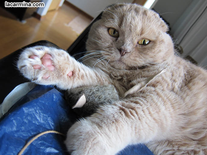 CAT WITH BIG FAT PAWS, PINK PADS ON FEET. ROUND SCOTTISH FOLD YELLOW CAT BASIL FARROW, FUNNY CUTE CAT PHOTOS. SILLY PET PHOTOS, SCOTTISH FOLD LOLCAT. BABY FACE KITTY. ADORABLE cutest scottish fold kittens and cats, スコティッシュフォールド,  猫 