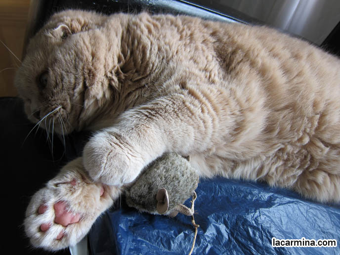 CAT WITH BIG FAT PAWS, PINK PADS ON FEET. ROUND SCOTTISH FOLD YELLOW CAT BASIL FARROW, FUNNY CUTE CAT PHOTOS. SILLY PET PHOTOS, SCOTTISH FOLD LOLCAT. BABY FACE KITTY. ADORABLE cutest scottish fold kittens and cats, スコティッシュフォールド,  猫 