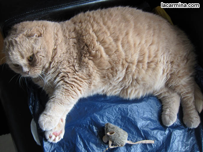 OVERWEIGHT FAT CAT, HEALTHY WEIGHT FOR PET MALE CATS, LONG-HAIRED BREEDS OF PUREBRED CATS. SCOTTISH FOLD KITTEN, WHERE TO BUY PUREBRED SCOTTISH FOLDS BABIES FROM BREEDERS. ROUND YELLOW CAT BASIL FARROW, FUNNY CUTE CAT PHOTOS. SILLY PET PHOTOS, SCOTTISH FOLD LOLCAT. BABY FACE KITTY. ADORABLE cutest scottish fold kittens and cats, スコティッシュフォールド, 猫