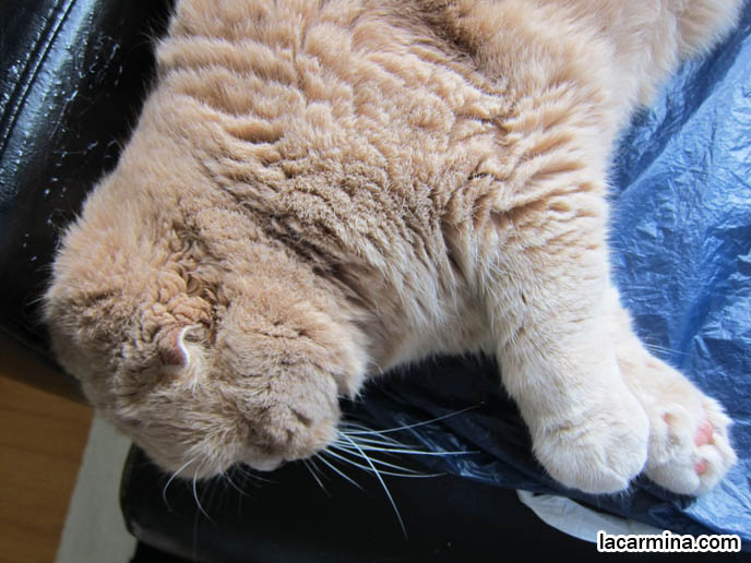 OVERWEIGHT FAT CAT, HEALTHY WEIGHT FOR PET MALE CATS, LONG-HAIRED BREEDS OF PUREBRED CATS. SCOTTISH FOLD KITTEN, WHERE TO BUY PUREBRED SCOTTISH FOLDS BABIES FROM BREEDERS. ROUND YELLOW CAT BASIL FARROW, FUNNY CUTE CAT PHOTOS. SILLY PET PHOTOS, SCOTTISH FOLD LOLCAT. BABY FACE KITTY. ADORABLE cutest scottish fold kittens and cats, スコティッシュフォールド, 猫
