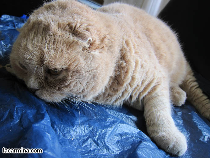 OVERWEIGHT FAT CAT, HEALTHY WEIGHT FOR PET MALE CATS, LONG-HAIRED BREEDS OF PUREBRED CATS. SCOTTISH FOLD KITTEN, WHERE TO BUY PUREBRED SCOTTISH FOLDS BABIES FROM BREEDERS. ROUND YELLOW CAT BASIL FARROW, FUNNY CUTE CAT PHOTOS. SILLY PET PHOTOS, SCOTTISH FOLD LOLCAT. BABY FACE KITTY. ADORABLE cutest scottish fold kittens and cats, スコティッシュフォールド, 猫