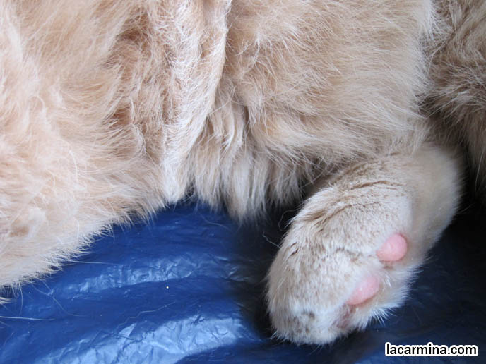 OVERWEIGHT FAT CAT, HEALTHY WEIGHT FOR PET MALE CATS, LONG-HAIRED BREEDS OF PUREBRED CATS. SCOTTISH FOLD KITTEN, WHERE TO BUY PUREBRED SCOTTISH FOLDS BABIES FROM BREEDERS. ROUND YELLOW CAT BASIL FARROW, FUNNY CUTE CAT PHOTOS. SILLY PET PHOTOS, SCOTTISH FOLD LOLCAT. BABY FACE KITTY. ADORABLE cutest scottish fold kittens and cats, スコティッシュフォールド, 猫