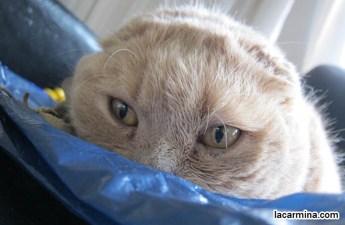 OVERWEIGHT FAT CAT, HEALTHY WEIGHT FOR PET MALE CATS, LONG-HAIRED BREEDS OF PUREBRED CATS. SCOTTISH FOLD KITTEN, WHERE TO BUY PUREBRED SCOTTISH FOLDS BABIES FROM BREEDERS. ROUND YELLOW CAT BASIL FARROW, FUNNY CUTE CAT PHOTOS. SILLY PET PHOTOS, SCOTTISH FOLD LOLCAT. BABY FACE KITTY. ADORABLE cutest scottish fold kittens and cats, スコティッシュフォールド, 猫
